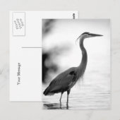 Great Blue Heron Briefkaart (Voorkant / Achterkant)