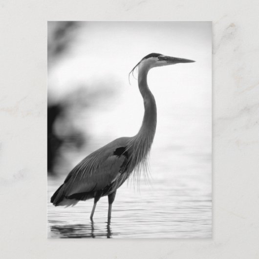Great Blue Heron Briefkaart (Voorkant)