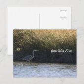 Great Blue Heron Briefkaart (Voorkant / Achterkant)