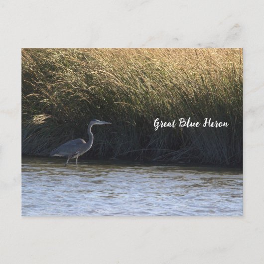 Great Blue Heron Briefkaart (Voorkant)
