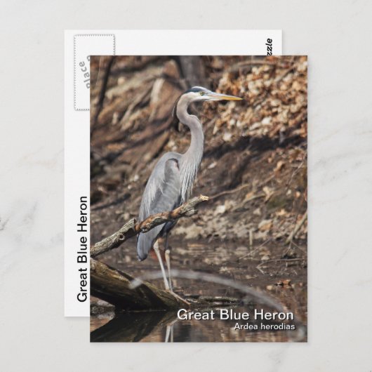Great Blue Heron Briefkaart (Voorkant / Achterkant)