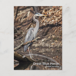 Great Blue Heron Briefkaart