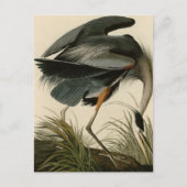 Great Blue Heron Briefkaart (Voorkant)