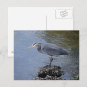 Great Blue Heron Briefkaart (Voorkant / Achterkant)