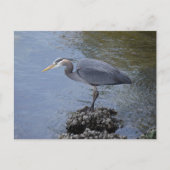 Great Blue Heron Briefkaart (Voorkant)