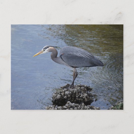 Great Blue Heron Briefkaart (Voorkant)