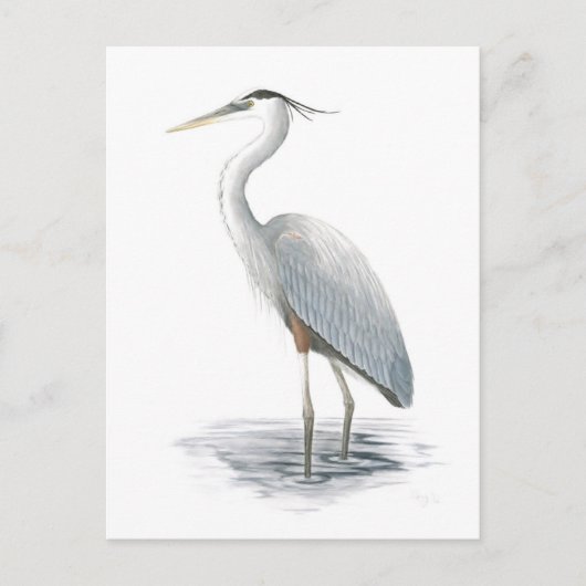 Great Blue Heron Briefkaart (Voorkant)