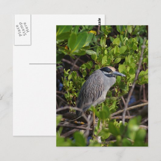 Great Blue Heron Briefkaart (Voorkant / Achterkant)