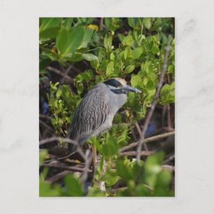 Great Blue Heron Briefkaart