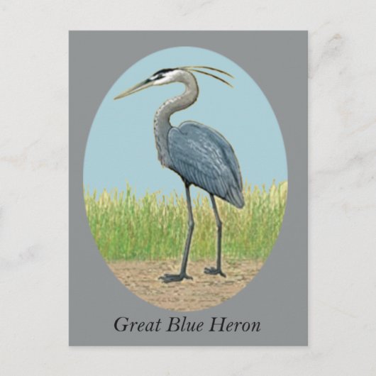Great Blue Heron Briefkaart (Voorkant)