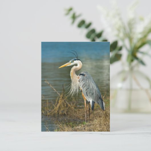 Great Blue Heron Briefkaart (Staand voorkant)