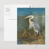 Great Blue Heron Briefkaart (Voorkant / Achterkant)