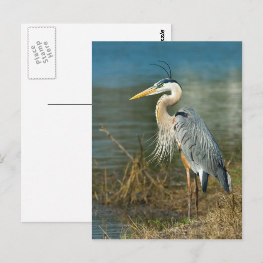 Great Blue Heron Briefkaart (Voorkant / Achterkant)