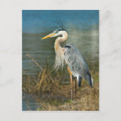 Great Blue Heron Briefkaart (Voorkant)
