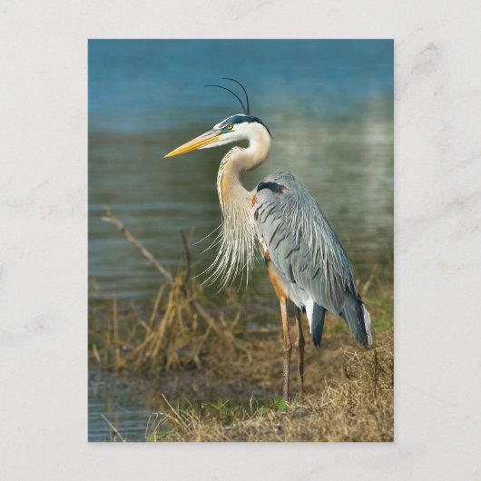 Great Blue Heron Briefkaart (Voorkant)
