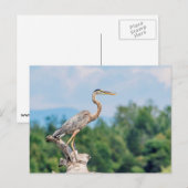Great Blue Heron Briefkaart (Voorkant / Achterkant)