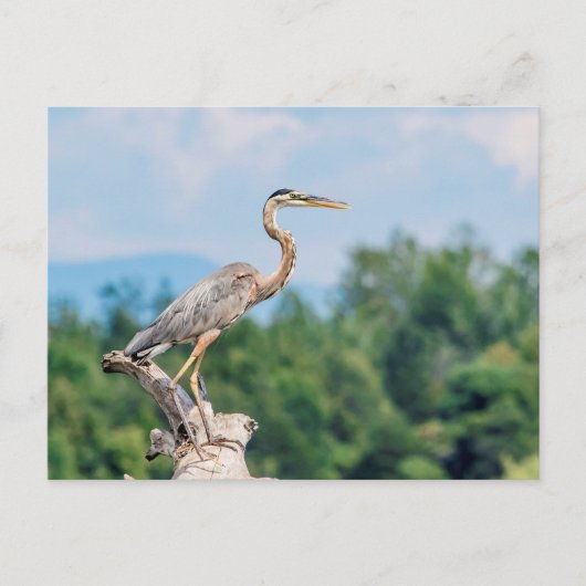 Great Blue Heron Briefkaart (Voorkant)