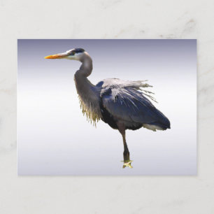Great Blue Heron Briefkaart