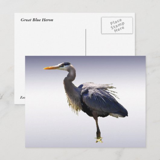 Great Blue Heron Briefkaart (Voorkant / Achterkant)