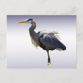 Great Blue Heron Briefkaart (Voorkant)