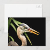 Great Blue Heron Briefkaart (Voorkant / Achterkant)
