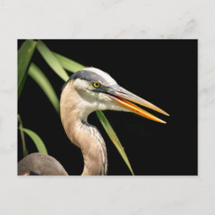 Great Blue Heron Briefkaart