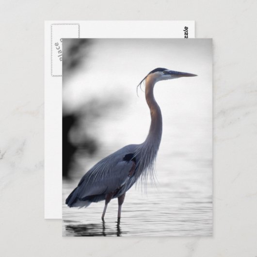 Great Blue Heron Briefkaart (Voorkant / Achterkant)