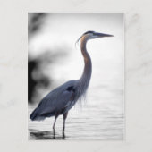 Great Blue Heron Briefkaart (Voorkant)