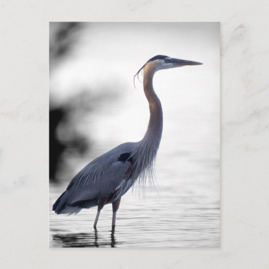 Great Blue Heron Briefkaart (Voorkant)