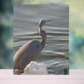 Great Blue Heron by the Water Acryl Bord (Neutraal)