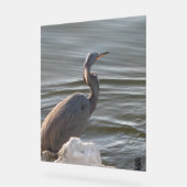 Great Blue Heron by the Water Acryl Bord (Hoek)