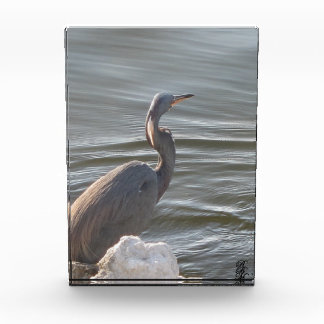 Great Blue Heron by the Water Fotoblokken