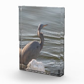 Great Blue Heron by the Water Fotoblokken (Rechts)