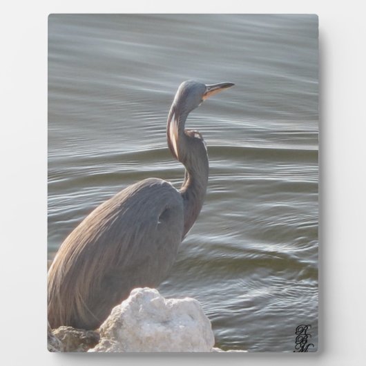 Great Blue Heron by the Water Fotoplaat (Voorkant)