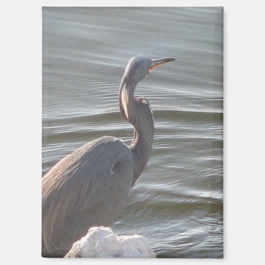 Great Blue Heron by the Water Magneet (Voorkant)