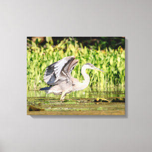 Great Blue Heron Canvas Afdruk