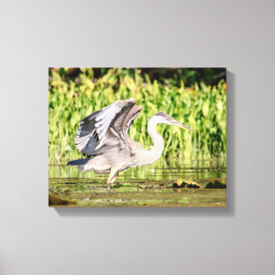 Great Blue Heron Canvas Afdruk