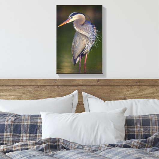 Great Blue Heron Canvas Afdruk (Insitu (Slaapkamer))