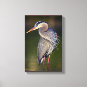 Great Blue Heron Canvas Afdruk