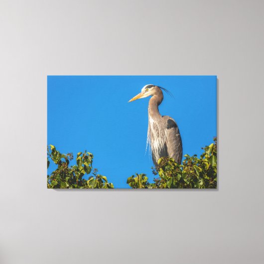 Great Blue Heron Canvas Afdruk (Voorkant)