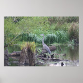 Great Blue Heron Canvas afdrukken Poster (Voorkant)