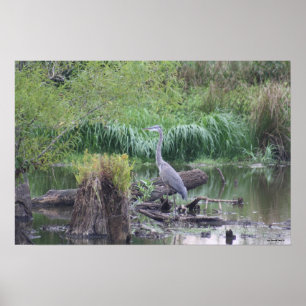 Great Blue Heron Canvas afdrukken Poster