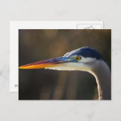 Great Blue Heron, close up portret Briefkaart (Voorkant / Achterkant)