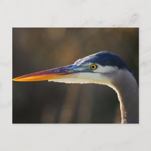 Great Blue Heron, close up portret Briefkaart (Voorkant)