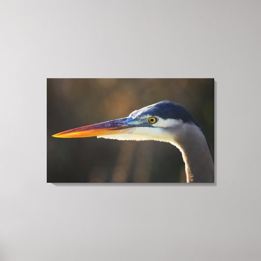 Great Blue Heron, close up portret Canvas Afdruk (Voorkant)