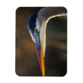 Great Blue Heron, close up portret Magneet (Verticaal)