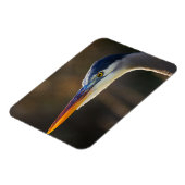 Great Blue Heron, close up portret Magneet (Linkerzijde)