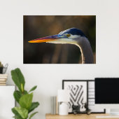 Great Blue Heron, close up portret Poster (Thuiskantoor)