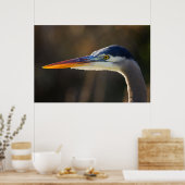 Great Blue Heron, close up portret Poster (Keuken)