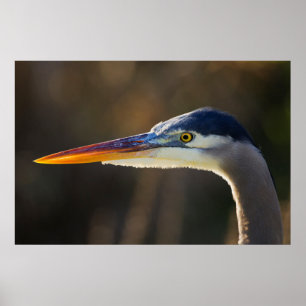Great Blue Heron, close up portret Poster